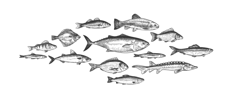 School of fish